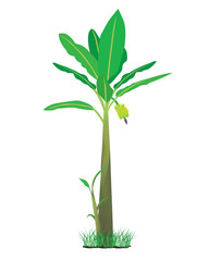 banana plant vector design