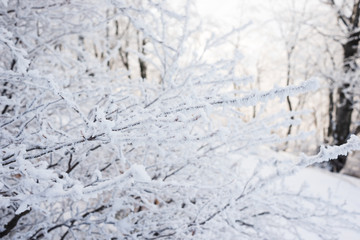 Winter landscape in the mountains, the trees in hoarfrost 