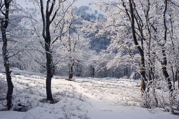 Winter landscape in the mountains, the trees in hoarfrost 