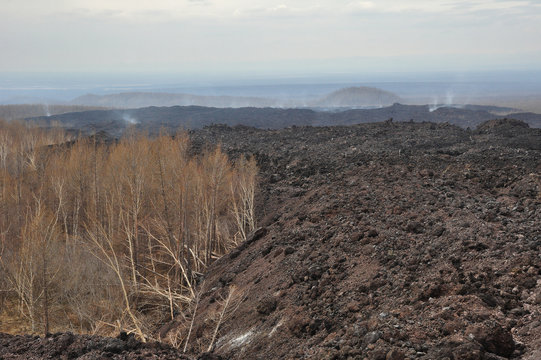 The trees broken by a lava stream (Kamchatka peninsula, Russia)