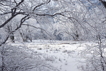 Winter landscape in the mountains, the trees in hoarfrost 
