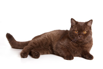 Brown british cat lies and looks at the camera (isolated on white)