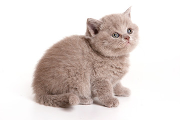 Fluffy gray kitten (isolated on white)