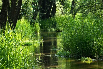Zelfklevend Fotobehang River Biala Przemsza (White Przemsza) in Poland © Przemyslaw Reinfus