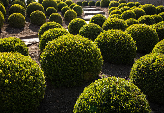 buis jardin jardinier
