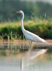 Great egret