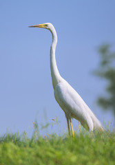 Great egret