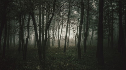 Foggy Forest