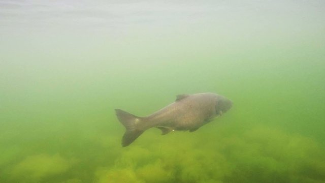 Rare underwater footage of The bighead carp (Hypophthalmichthys nobilis). Big fish in pure lake.