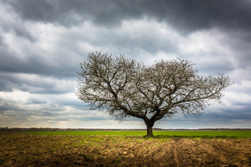arbre silhouette champs nature campagne