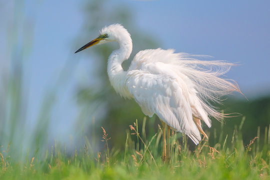 Great egret stands in the grass