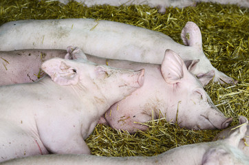 Austria, Pig Farming