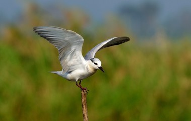 Whiskered tern