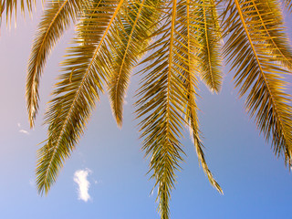 Fototapeta na wymiar palm leaf, (15)
