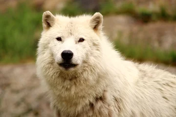 Aluminium Prints Wolf Arctic wolf in the summer