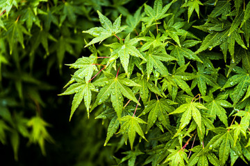 雨に濡れたモミジ