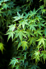 雨に濡れたモミジ