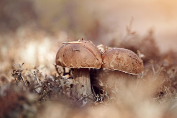 Cepes grow in a reindeer lichen.