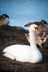 Swans resting on the shore in Helsinki, Finland