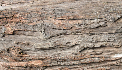 Plakat wood texture