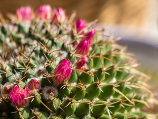 Mammillaria flower close up, Cactus family