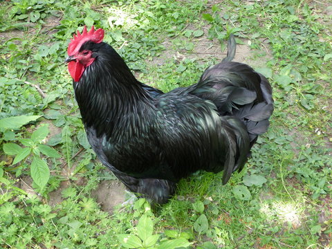 The Australorp is a chicken breed of Australian origin