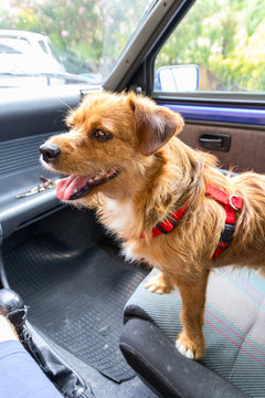 Little brown dog waiting inside a car on passenger seat
