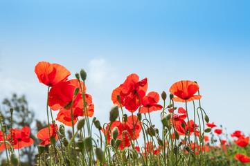 Field with beautiful red poppy flowers