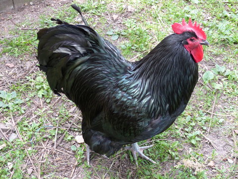 The Australorp is a chicken breed of Australian origin