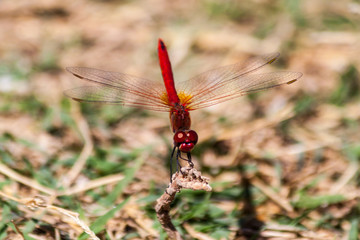 Red dragonfly on a branch on the island of Thassos Greece