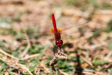 Red dragonfly on a branch on the island of Thassos Greece
