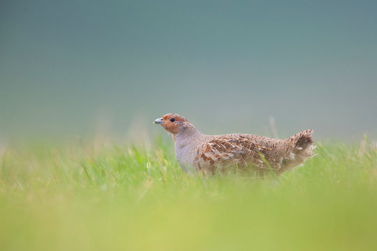 perdrix grise chasse