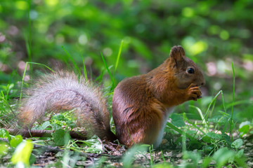 Белочка и орех