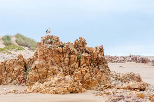 Kelp Gull on rock formations