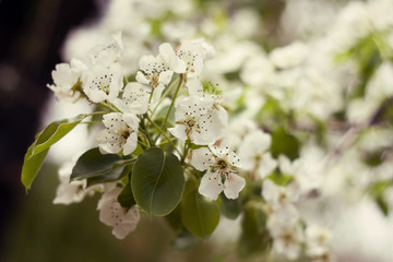 White spring flowers