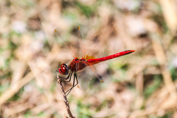 Red dragonfly on a branch on the island of Thassos Greece