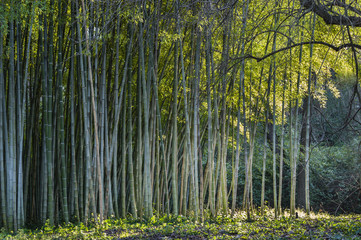 Fototapeta na wymiar Bamboo forest edge
