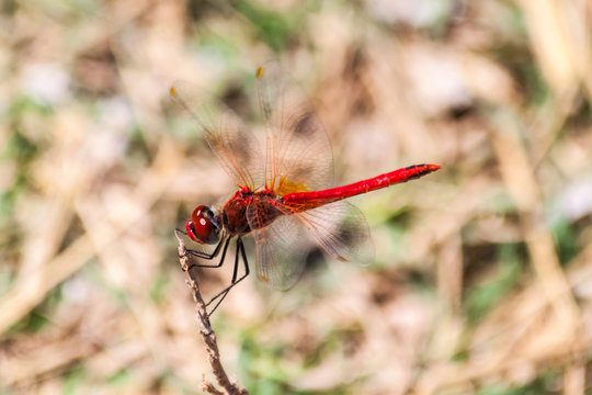 Red dragonfly on a branch on the island of Thassos Greece