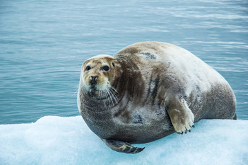 Arctic spring in south Spitsbergen © KrisGrabiec