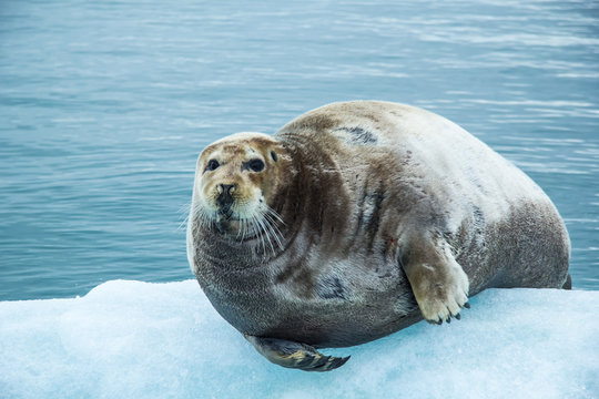 Arctic spring in south Spitsbergen