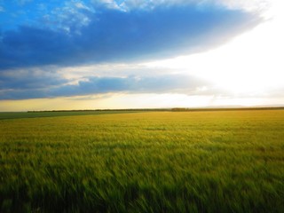 Fototapeta premium Himmel über Gerstenfeld