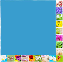 collage of flowers and animals during spring time on blue background
