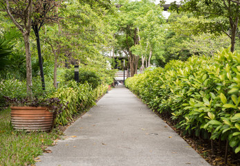 The path in the garden, landscape
