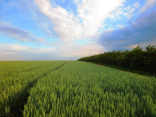 Weizenfeld und Kirschbäume