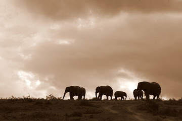 A silhoette of a herd of African elephants at sunset