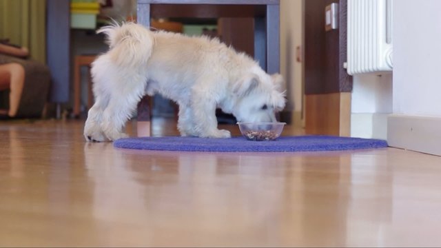 Hungry dog is eating his food