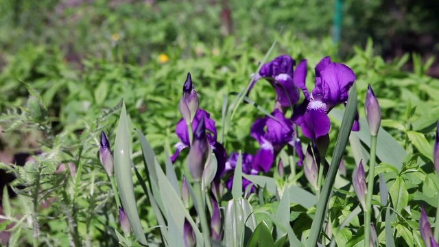 Flower of violet iris