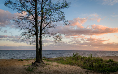 Fototapeta na wymiar Tree on the seashore sunset view