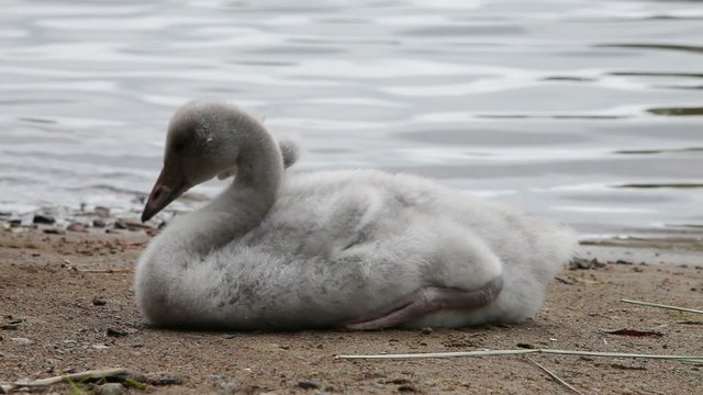 The young swan