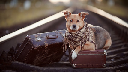 Dog on rails with suitcases.